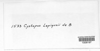 Cystopus lepigoni image